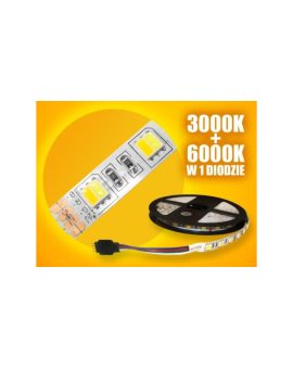 Taśma LED Basic 5050 WW+CW 5m/300diod